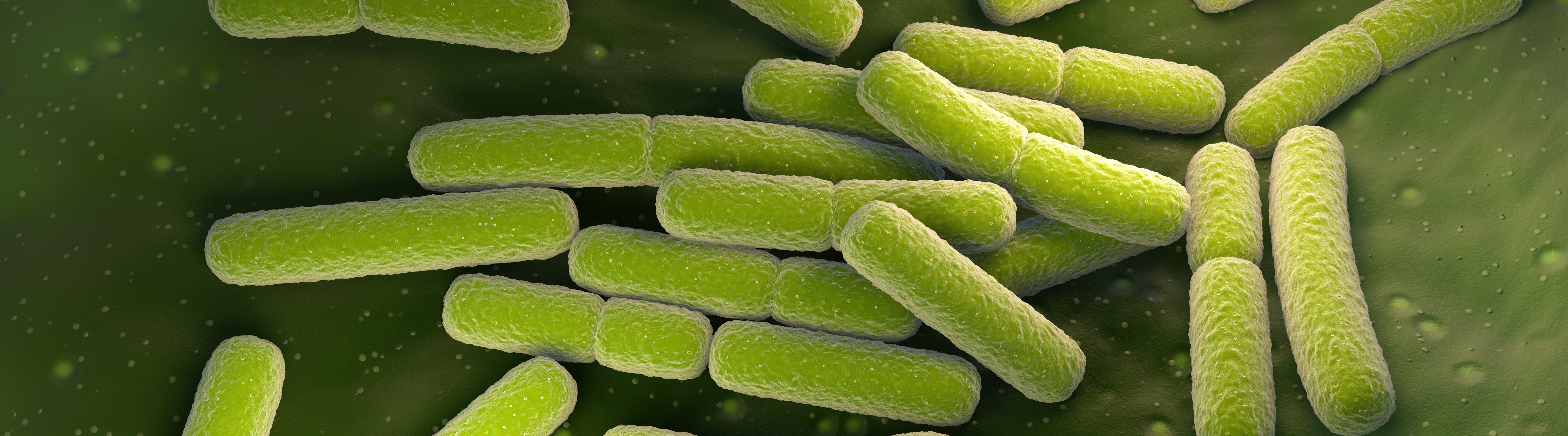 E.coli Recombinant